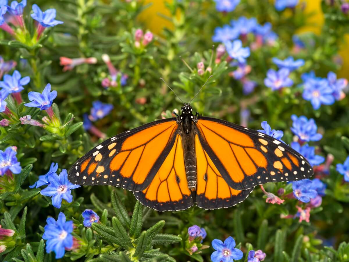 La Casa delle Farfalle: A Butterfly House in Rome