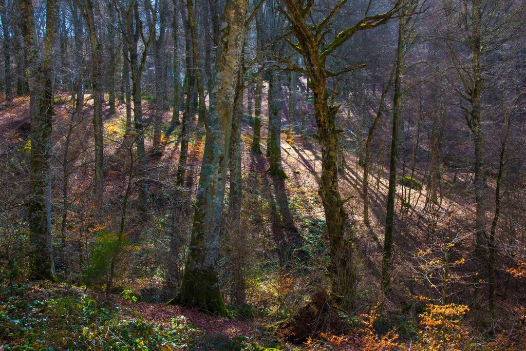Nature Reserve of Lake Vico