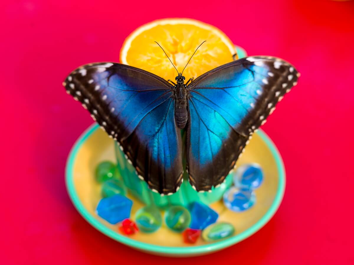 La Casa delle Farfalle: A Butterfly House in Rome