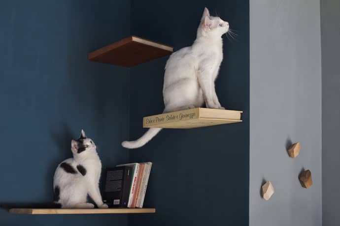 Romeow: Rome’s First Cat Café