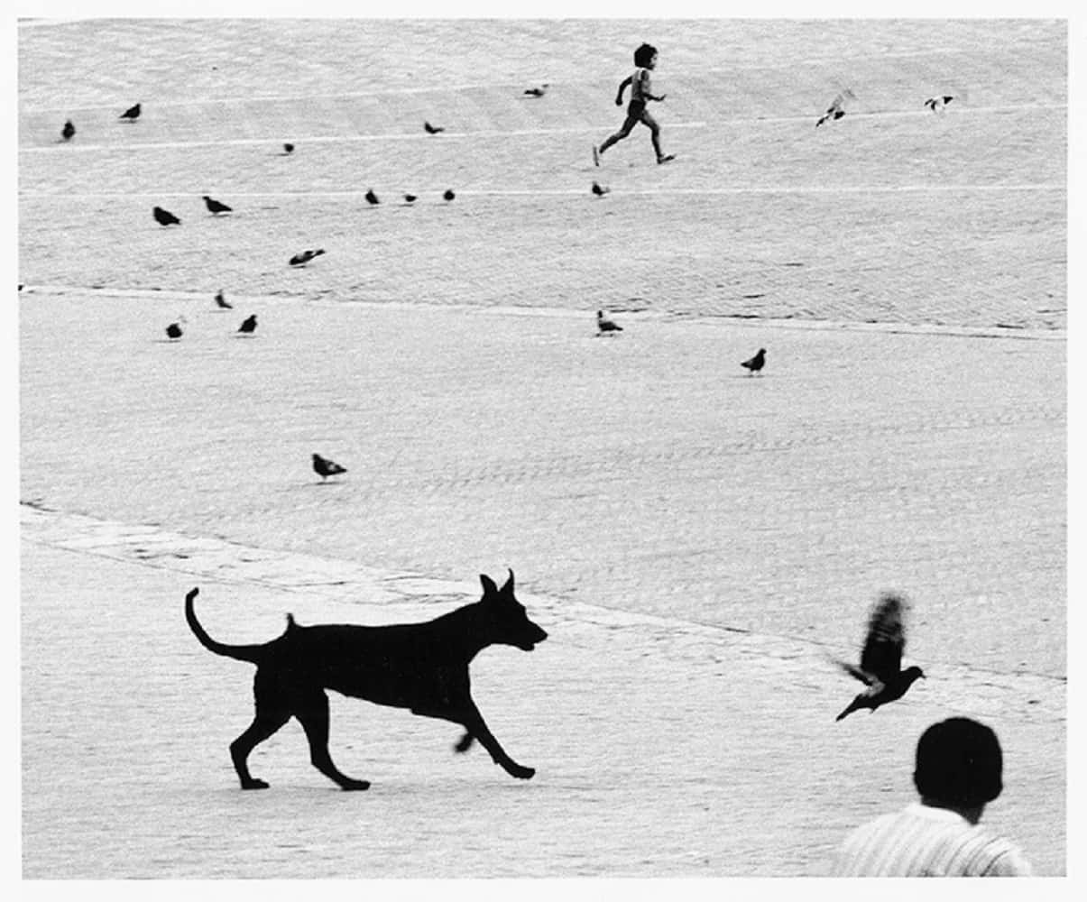 Gianni Berengo Gardin. L'occhio come mestiere.