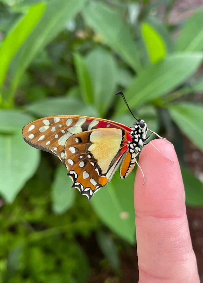 Un'oasi nel centro della Capitale: l'Orto Botanico di Roma