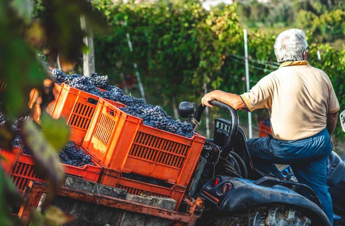 Best Italian wine varieties and producers